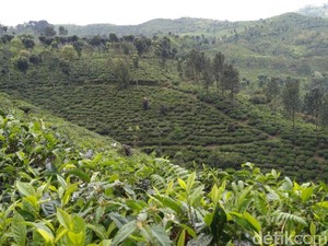 Sariwangi Pailit, Bagaimana Kabar Industri Teh Tanah Air?