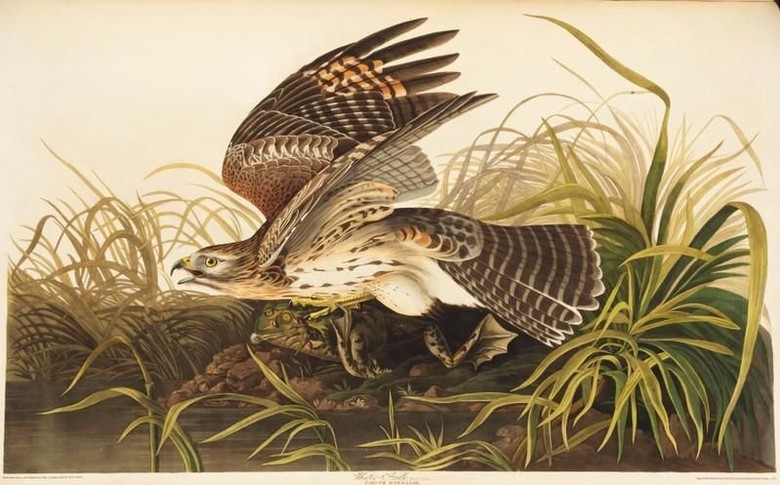 Ilustrasi Burung dari Buku Abad ke-19 Dilelang Rp 166 Miliar Ilustrasi Burung dari Buku Abad ke-19 Dilelang Rp 166 Miliar