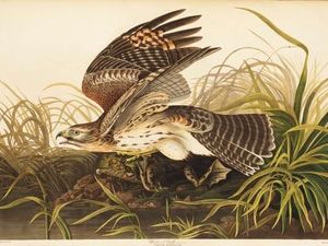Ilustrasi Burung dari Buku Abad ke-19 Dilelang Rp 166 Miliar