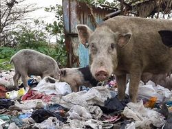 Kisah YouTuber Bule Tinggal di Pemukiman Kumuh Terbesar Asia