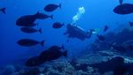 Foto-foto Terkini Bawah Laut Pulau Komodo