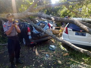 Ngeri, Detik-detik Pohon Tumbang Timpa Belasan Mobil di Sukabumi