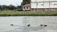 Saat ini genangan di areal persawahan itu menjadi tempat bebek untuk mencari makanan.