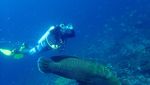 Foto-foto Terkini Bawah Laut Pulau Komodo