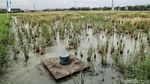 Melihat Lahan dan Bentuk Rumah DP Rp 0 di Rorotan