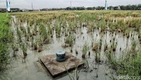 Rumah tapak DP Rp 0 akan dibangun di atas lahan seluas 1,3 hektar.