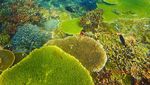 Foto-foto Terkini Bawah Laut Pulau Komodo