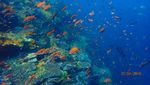 Foto-foto Terkini Bawah Laut Pulau Komodo