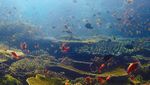 Foto-foto Terkini Bawah Laut Pulau Komodo