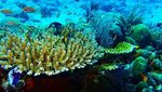 Foto-foto Terkini Bawah Laut Pulau Komodo
