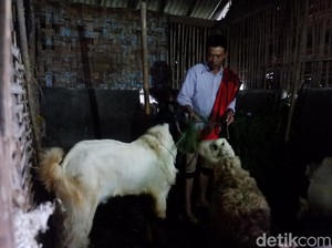 Bingung Merawat, Hewan Ternak Milik Korban Gempa Dijual Murah
