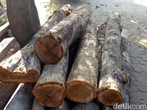 Kepergok Curi Kayu Jati Perhutani, Buruh Tani Dibekuk