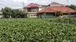 Kumuh, Eceng Gondok Tutup Danau di Rorotan