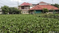 Tumbuhan air itu tampak memenui danau.