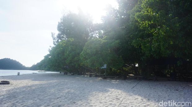 Tahu Nggak, Bisa Berenang Bersama Hiu di Raja Ampat