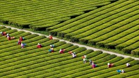 Ini merupakan kebun teh di Boseoung County. Traveler bisa melihat pesona kebun teh kemudian ke museum teh Korea untuk mengetahui soal sejarahnya (dok KTO)