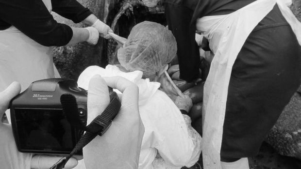 Tim dokter juga memeriksa organ dalam Samson