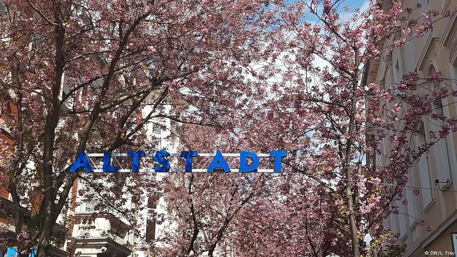 Pohon Sakura di Altstadt Bonn Diancam Akan Diracun