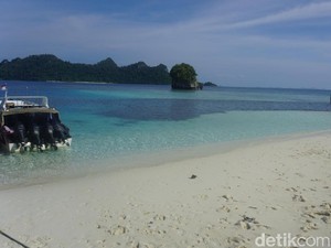 Tahu Nggak, Bisa Berenang Bersama Hiu di Raja Ampat