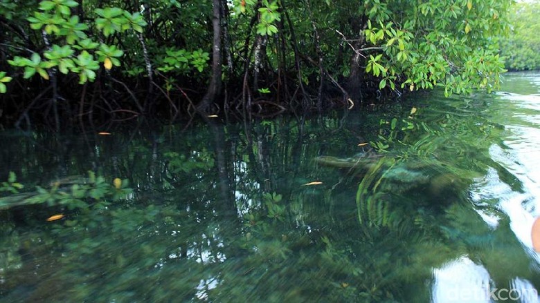 Telaga Kum di Pulau Mangoli, Kepulauan Sula (Randy/detikTravel) Telaga Kum di Pulau Mangoli, Kepulauan Sula (Randy/detikTravel)