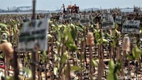 Kawasan itu kini telah ditanaman pohon mangrove.