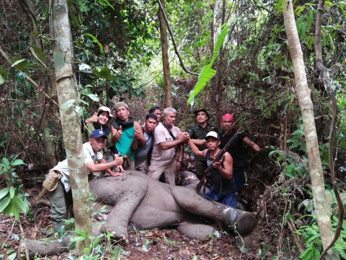 Anak Gajah di Riau Kakinya Terluka Kena Jeratan Babi