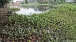 Kumuh, Eceng Gondok Tutup Danau di Rorotan