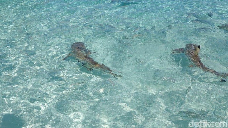 Mengenal Hiu di Raja Ampat yang Dilindungi, Berikut Faktanya