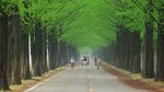 Foto: Laut Belah dan Taman Surga di Korea Selatan