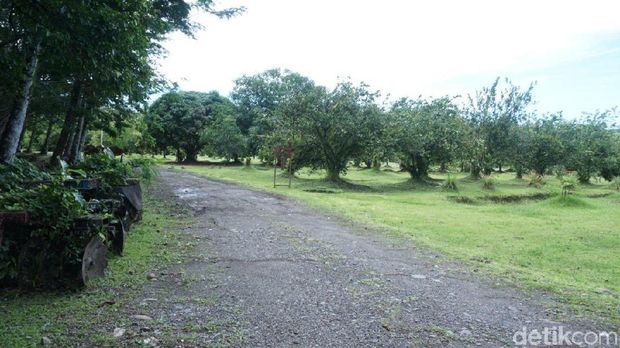 Lahan reklamasi limbah tambag Freeport jadi perkebunan
