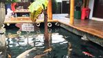 Liburan ke Malang, Asyiknya Makan Lesehan Sambil Main Ikan di Sini