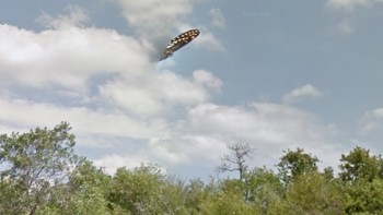 Kedatangan kapal perang Thanos? Tenang, ini sebenarnya cuma ujung sayap kupu-kupu. (Foto: Google)