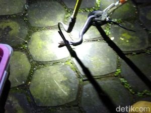 Ular Kobra Nyaris Mangsa Kucing dan Pemilik Rumah di Bandung