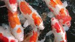 Liburan ke Malang, Asyiknya Makan Lesehan Sambil Main Ikan di Sini