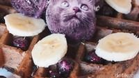 Ada kucing jadi topping waffle dengan irisan pisang! Ya ampun gemasnya! Foto: instagram @cats_in_food