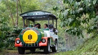 Tak perlu khawatir betis pegal karena berkeliling kebun. Ada kereta wisata yang bisa disewa untuk mengelilingi kebun ini. Harga sewanya cukup Rp 75 ribu untuk 5-6 orang. Foto: Devi S. Lestari / detikFood
