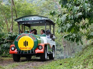 Asyiknya Keliling Kebun Kopi dan Ngopi Nikmat di Kampoeng Kopi Banaran