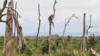 Kera hidung panjang, Bekantan (Nasalis Larvatus) di Kawasan Ekowisata Bekantan di Desa Lok Buntar Kecamatan Tapin Selatan, Kalimantan Selatan, Selasa, 10 Januari 2017. Hewan yang menjadi ikon endemik Kalimantan Selatan ini kian hari semakin terancam kepunahan, kebakaran hutan dan lahan serta pembukaan perkebunan skala besar semakin menghimpit keberadan primata ini. Dok. APFI.