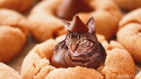 Jutek ya ekspresi kucing ini? Ia terlihat menyelip di antara cookies dengan topping cokelat yang menggoda. Foto: instagram @cats_in_food
