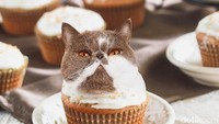 Muffin perfection, tulis keterangan foto ini. Frosting muffin digantikan dengan kepala kucing berwarna abu-abu dan putih. Foto: instagram @cats_in_food