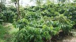 Masih di Semarang? Yuk, Keliling Kebun Kopi dan Cicipi Kopi Lokal Asli Semarang