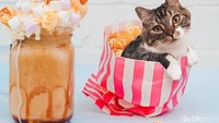 Freakshake dengan topping marshmallow makin lengkap ditemani camilan berisi kucing ini. Tampangnya kok melas gitu ya? Foto: instagram @cats_in_food