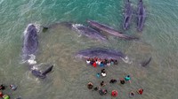 Orang-orang berusaha mengevakuasi paus sperma yang terdampar di perairan dangkal Pantai Ujong Kareung, Aceh Besar, 14 November 2017. Sekitar penyelamat dari berbagai unsur bekerja sejak senin pagi saat hewan-hewan ini ditemukan. Dari sepuluh paus yang terdampar enam diantaranya berhasil digiring kembali ke lautan. Dok. APFI.