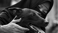 Hesti begitu luas dikenal sebagai penyayang binatang. Kisahnya dimulai ketika ia menemukan dua ekor anjing kampung yang kondisinya memprihatinkan di tepi jalan. Pada mulanya, perempuan yang tinggal di kawasan Pamulang, Tangerang Selatan itu sangat takut pada anjing. Terlebih liur dan dagingnya amat diharamkan dalam agama Islam yang dianutnya. Berbagai komentar miring Hesti terima dengan lapang dada. Tapi pemahaman akan ajaran agama membuatnya tetap teguh untuk mencurahkan kasih sayang kepada dua ekor anjing yang kini ia pelihara di rumahnya. Dok. APFI.
