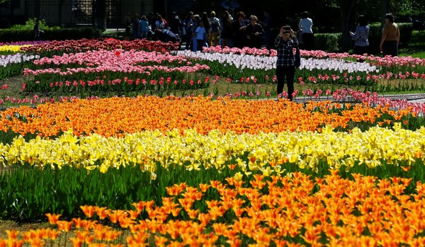 Melihat Indahnya Festival Bunga Tulip di Kazakhstan