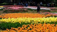 Begini indahnya warna-warni bunga tulip yang bermekaran di Festival Tulip di Almaty, Kazakhstan. REUTERS/Shamil Zhumatov.