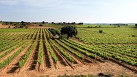 Bodega Iniesta dikelola oleh keluarga Iniesta. Mulai tahun 1990 hanya 10 hektar kebun anggur, kini sudah seluas 200 hektar (Bodega Iniesta)
