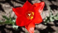 Penampakan bunga tulip berwarna merah yang sedang mekar. REUTERS/Shamil Zhumatov.