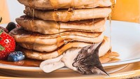 Si kucing tidur nyenyak dengan selimut tumpukan waffle. Kreasi foto kucing dalam makanan bisa diintip di akun cats_in_food. Foto: instagram @cats_in_food