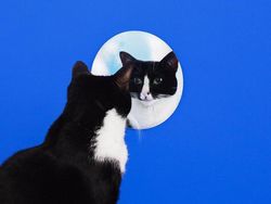 Kucing Menggemaskan yang Eksis di Instagram